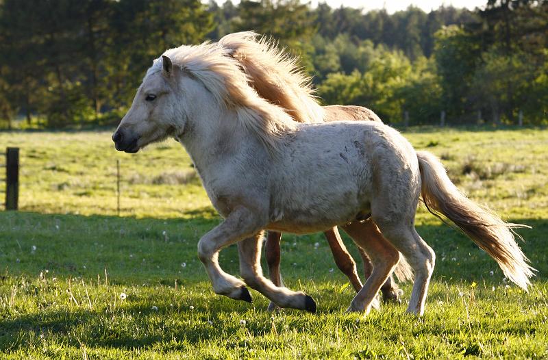 Valur und Gloi spielen f.jpg
